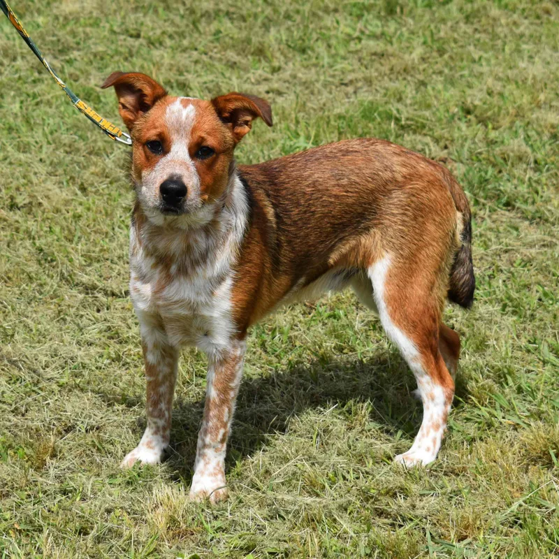 A baby medium-sized male Red / Chestnut / Orange Australian Cattle Dog / Blue Heeler dog named Patrick for adoption in Searcy, AR