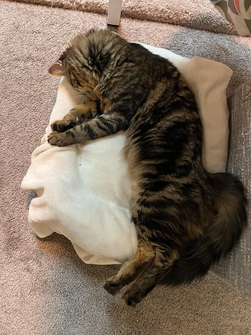A young medium-sized female Tabby (Tiger Striped) Tiger cat named Ciabatta for adoption in New Bedford, MA