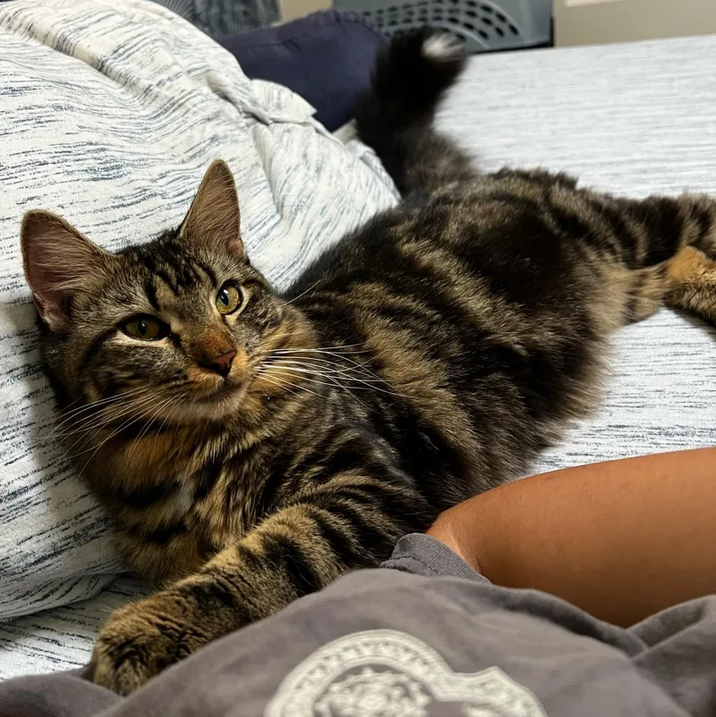 Ciabatta thumbnail 2