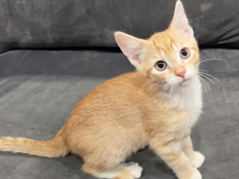 A baby small-sized male Domestic Short Hair cat named Sonny for adoption in Cookeville, TN