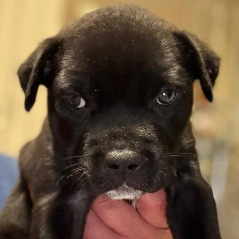 A baby small-sized male Black Anatolian Shepherd dog named Percy blue for adoption in Greenfield, IN