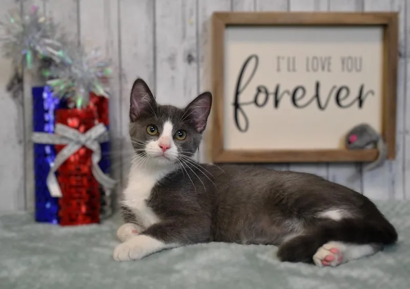 A baby small-sized male Domestic Short Hair cat named Devon for adoption in Roanoke, TX