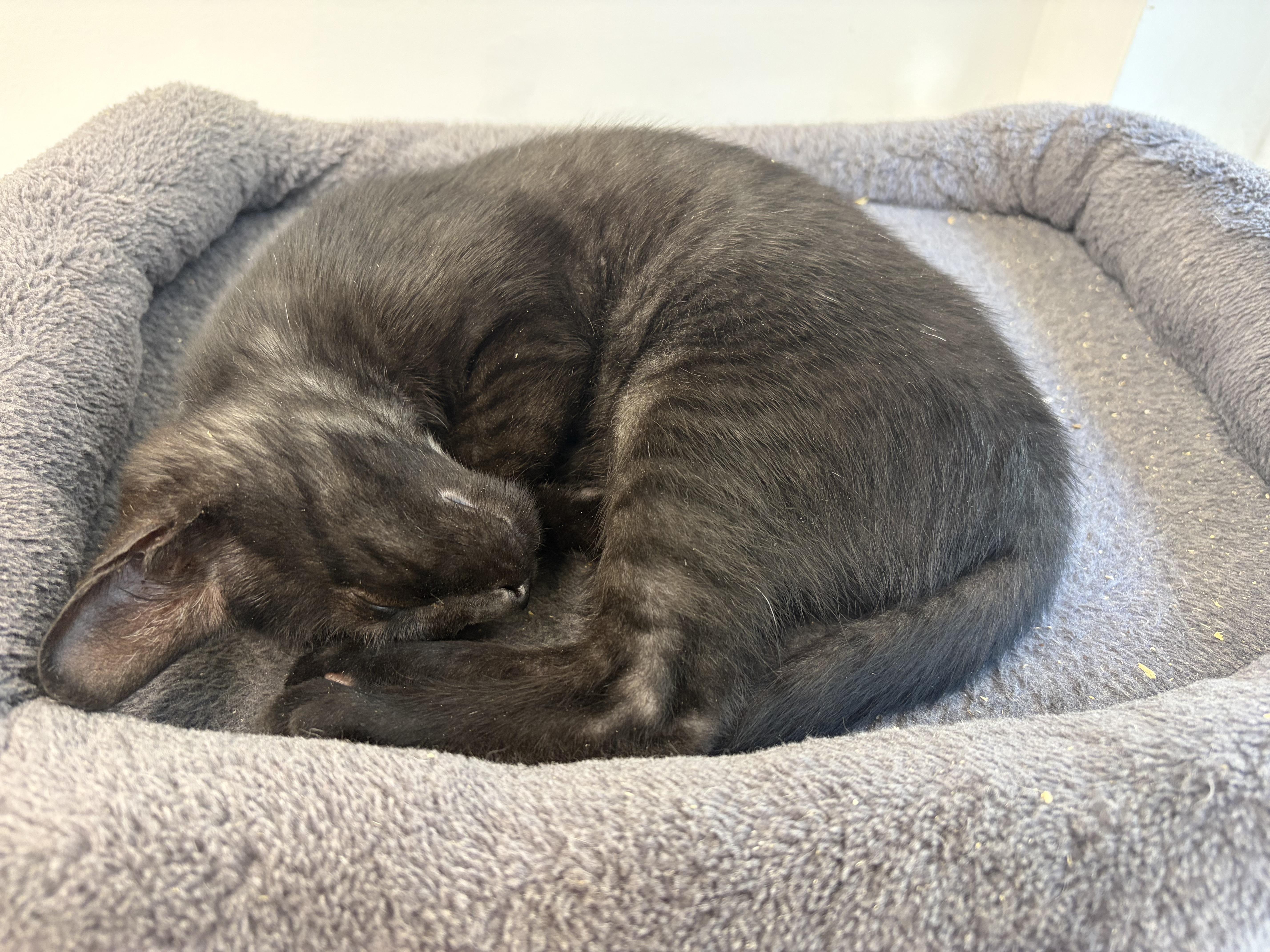A baby medium-sized female Black Domestic Short Hair cat named Margarette for adoption in Southold, NY