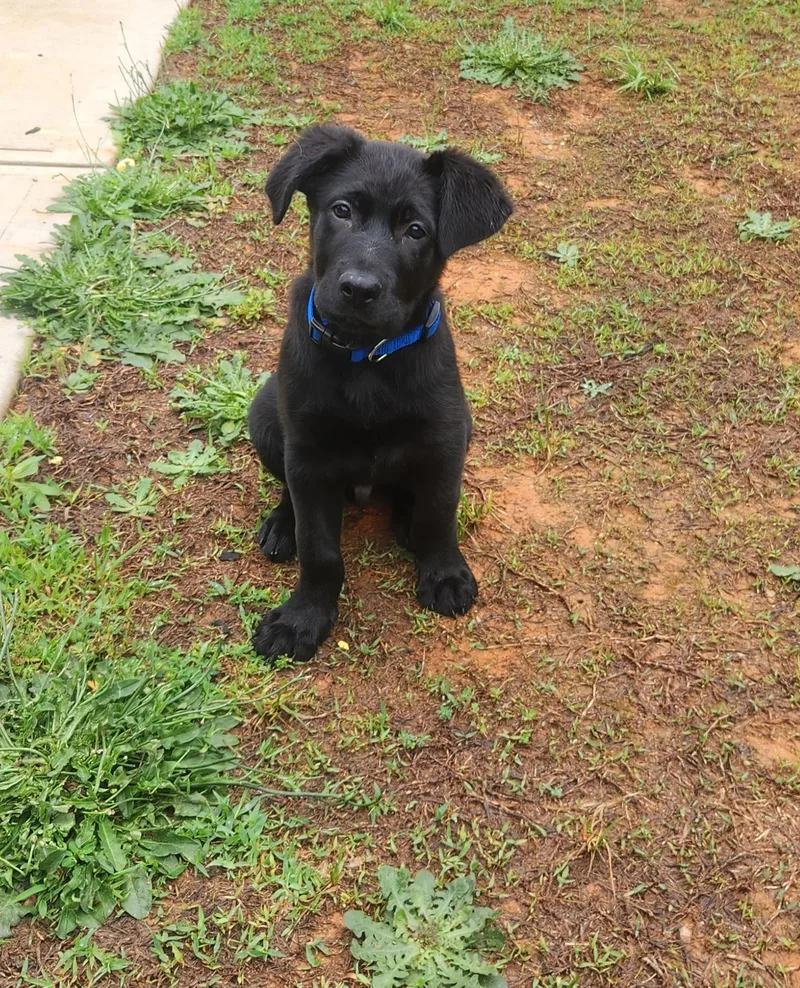 A young medium-sized male Black Labrador Retriever dog named Jet for adoption in Denver, NC