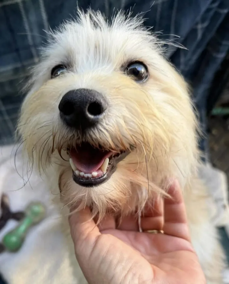 A young small-sized female White / Cream Mixed Breed dog named Honey for adoption in Santa Rosa, CA