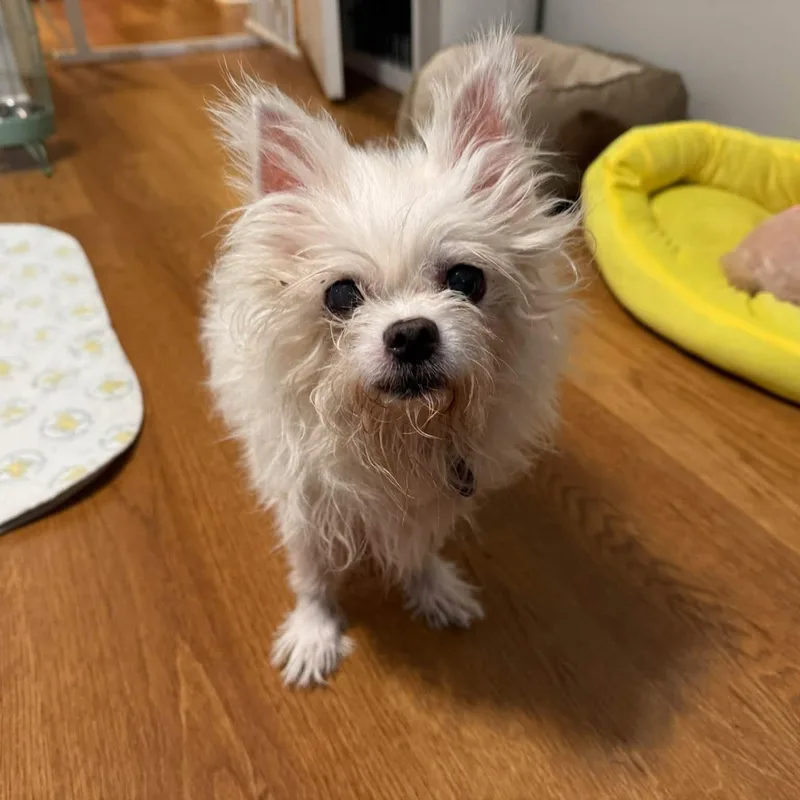 A senior small-sized male Apricot / Beige Chihuahua dog named Boris for adoption in Rockville, MD
