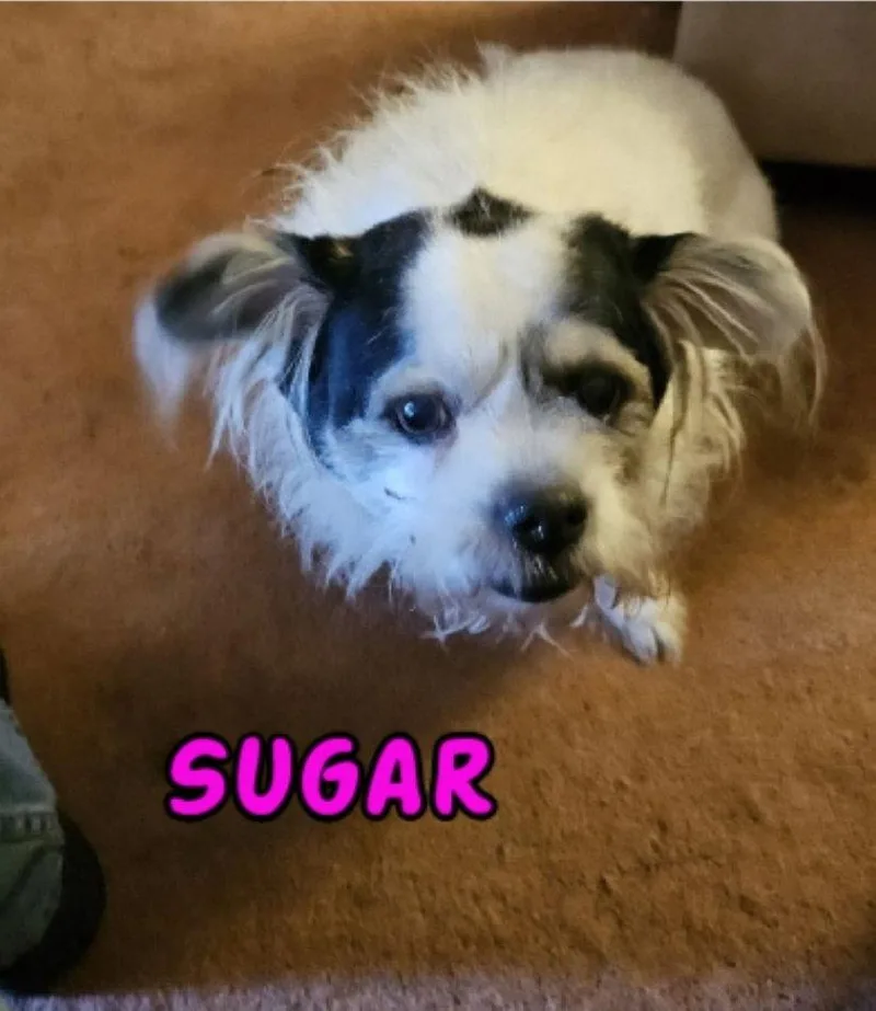 A senior small-sized female Terrier dog named Sugar My Home to for adoption in Rustburg, VA