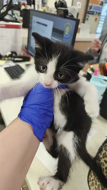 A baby small-sized male Domestic Short Hair cat named Jimin for adoption in Louisville, KY