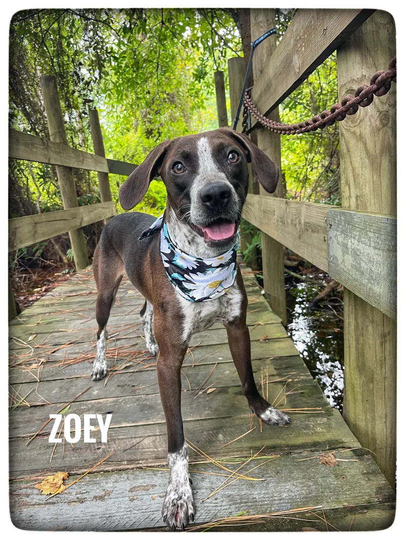 Zoey thumbnail 5