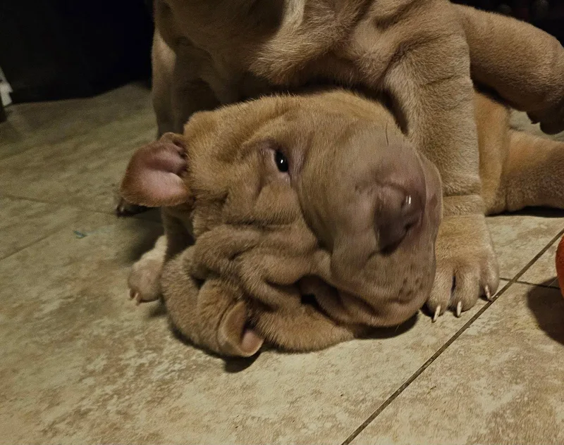 A baby medium-sized female Shar-Pei dog named Milansa for adoption in Lake Forest, CA