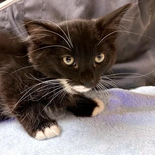 A baby small-sized male Domestic Medium Hair cat named Amalthea for adoption in Woodinville, WA