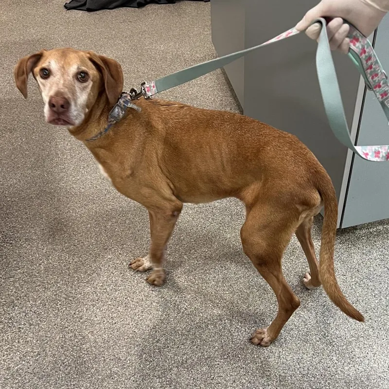 A senior large-sized female Yellow / Tan / Blond / Fawn Mixed Breed dog named Jade for adoption in Jacksonville, FL