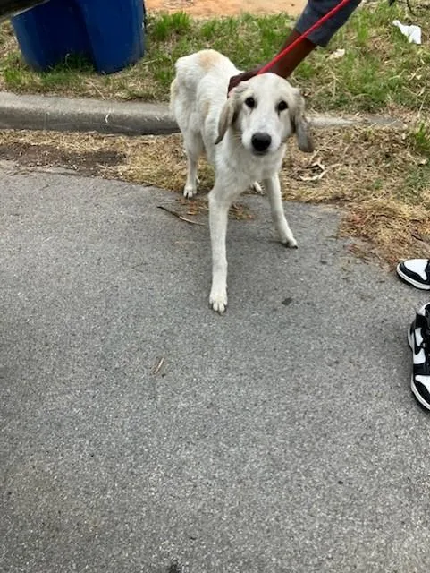 A young extra large-sized female Mixed Breed dog named Heaven for adoption in Dallas, TX