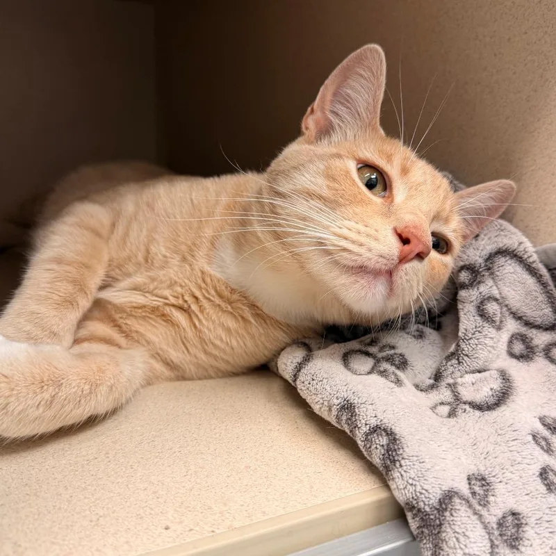 A young large-sized male Domestic Short Hair cat named Baby Boy for adoption in Durango, CO