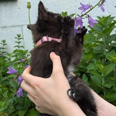 Lemur thumbnail 5