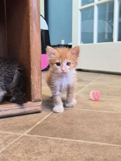 A baby small-sized male Domestic Medium Hair cat named Jack for adoption in Fairfield, CA