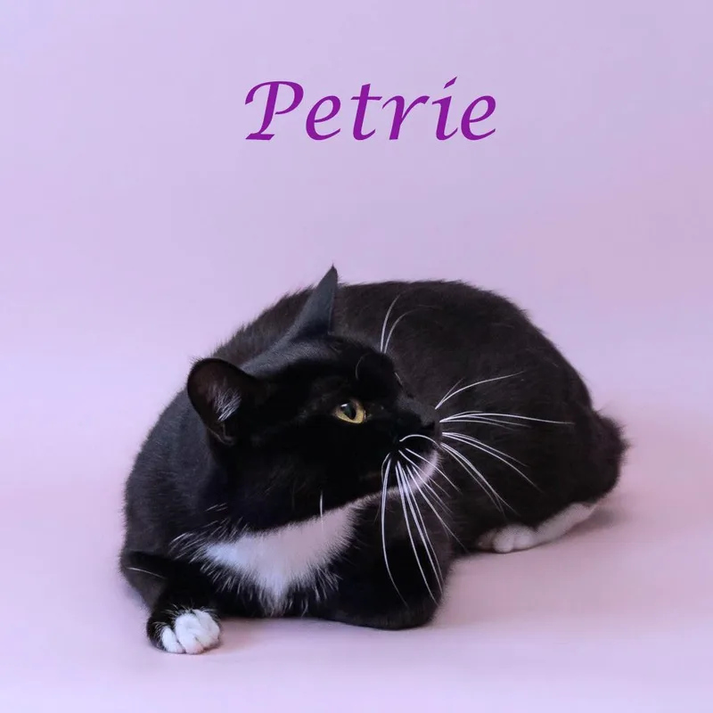 Petrie C