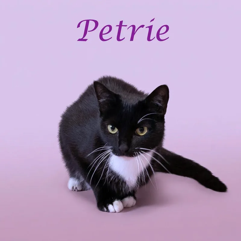 Petrie C thumbnail 2