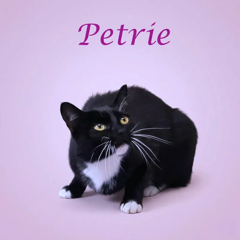 Petrie C thumbnail 3