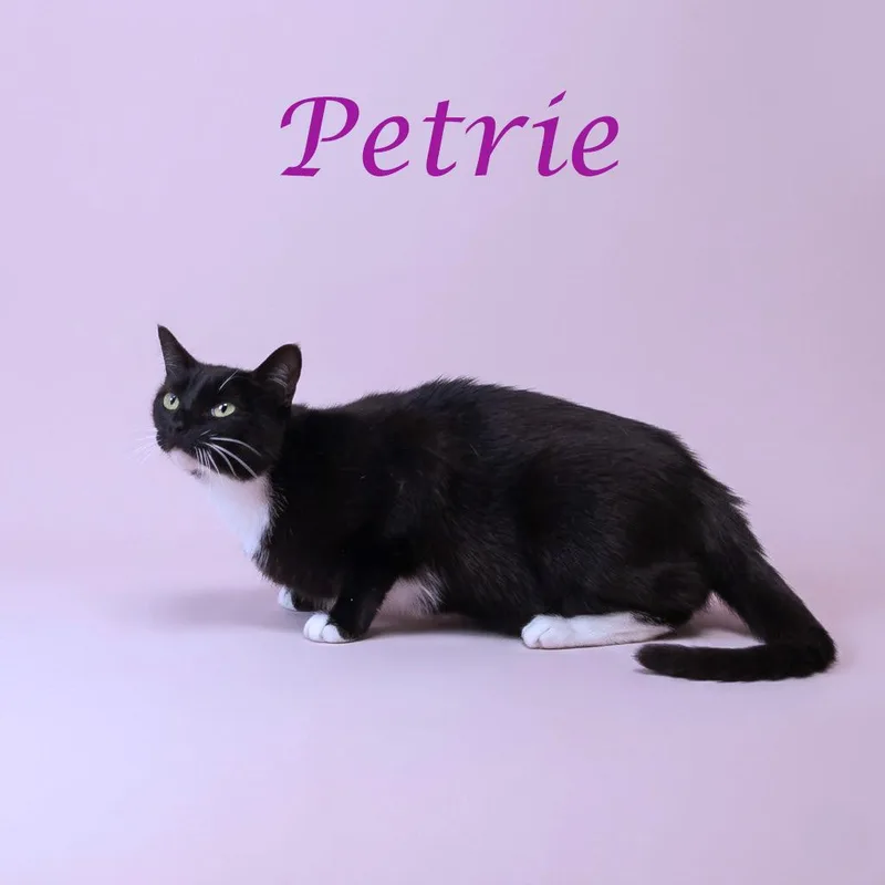 Petrie C thumbnail 4