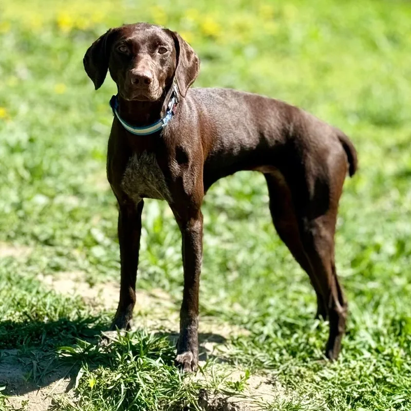A young medium-sized female Brown / Chocolate German Shorthaired Pointer dog named June for adoption in West Richland, WA