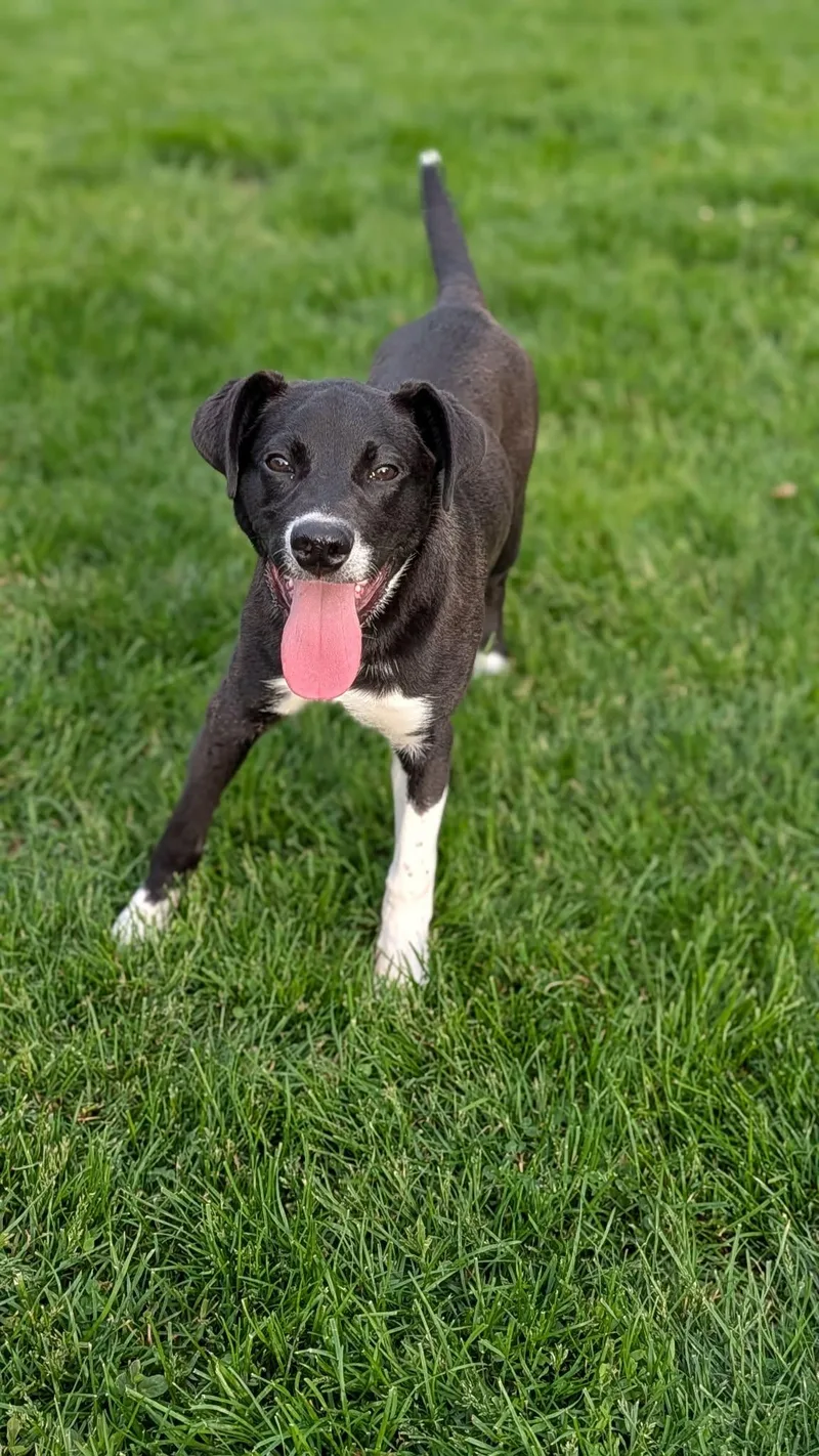 A young large-sized male Pit Bull Terrier dog named Peter Plankton for adoption in New Baltimore, MI