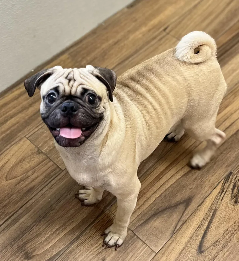 A young small-sized male Apricot / Beige Pug dog named Baby for adoption in Los Angeles, CA