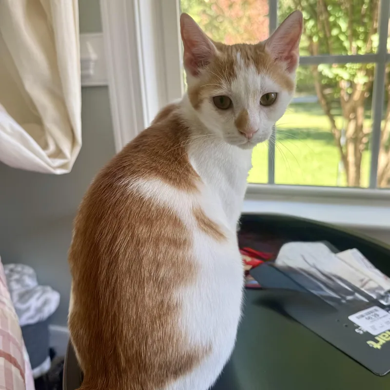 A baby small-sized male Tabby (Orange / Red) Domestic Short Hair cat named Telluride for adoption in Richmond, VA