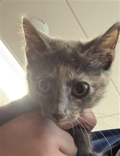 A baby medium-sized female Domestic Short Hair cat named Minnie for adoption in Houston, TX