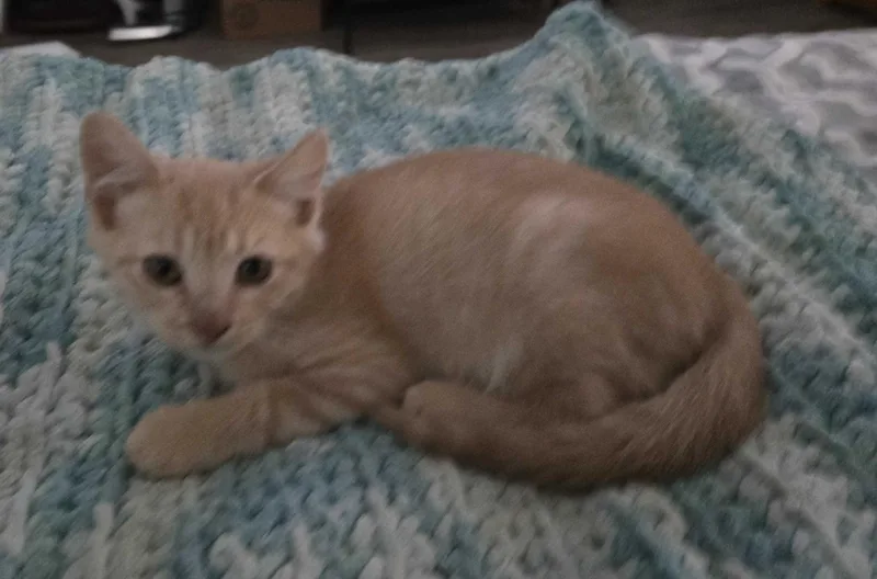 A young medium-sized male Orange & White Domestic Short Hair cat named Rebel for adoption in Raymond, WA