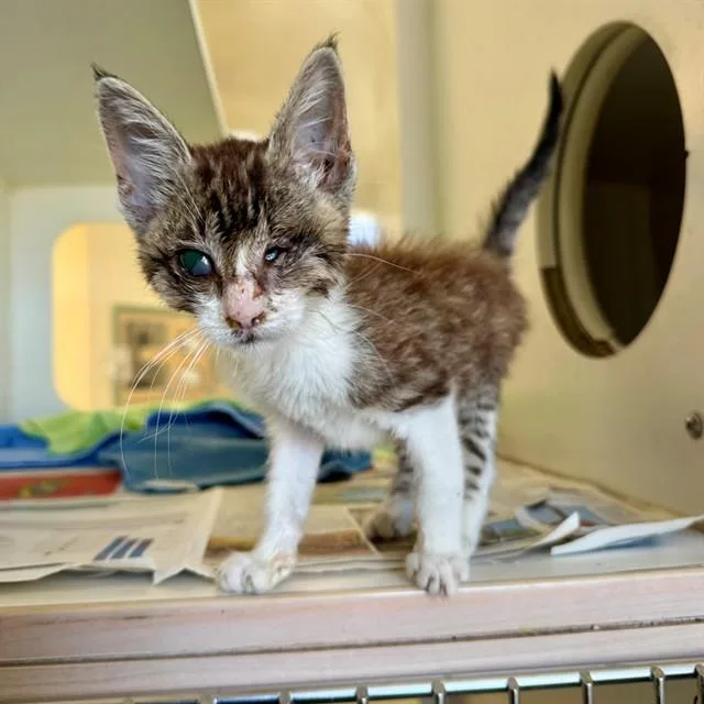 A baby small-sized female Domestic Short Hair cat named Shimmer for adoption in Riverside, CA