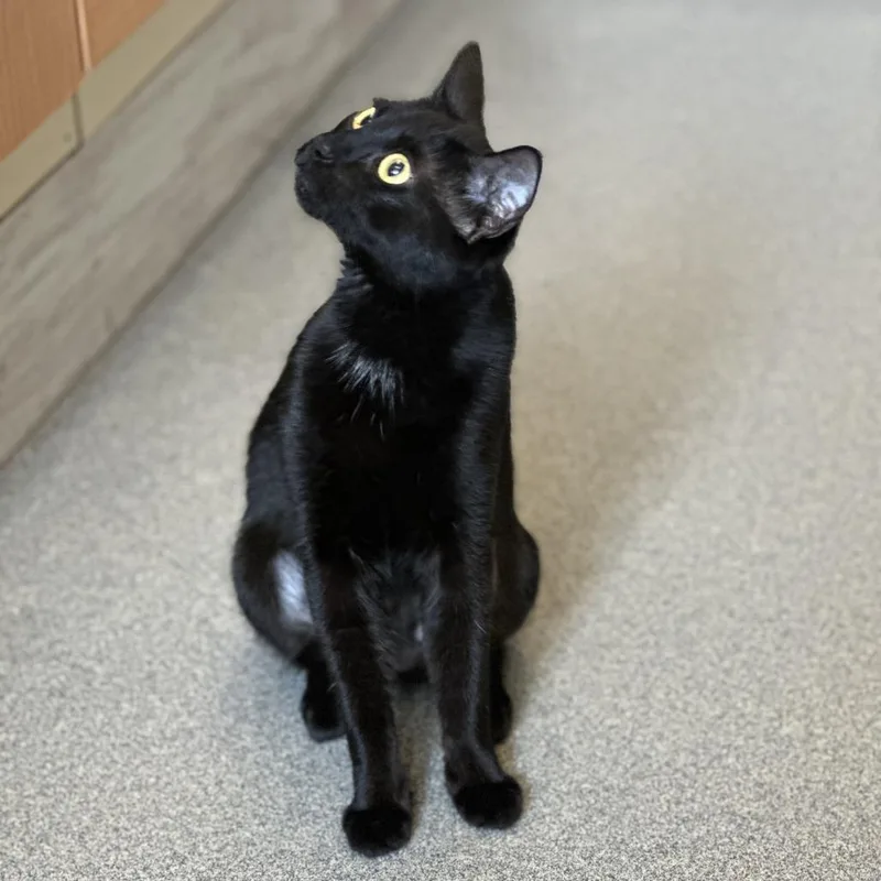 Salem