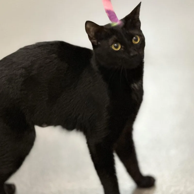 Salem thumbnail 2