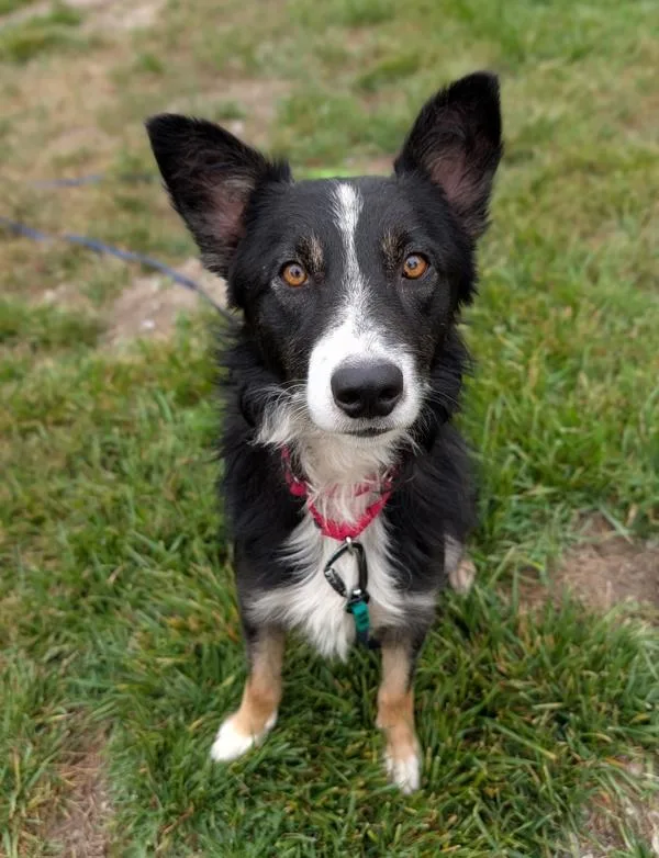 A young medium-sized male Border Collie dog named Skydive for adoption in Santa Rosa, CA