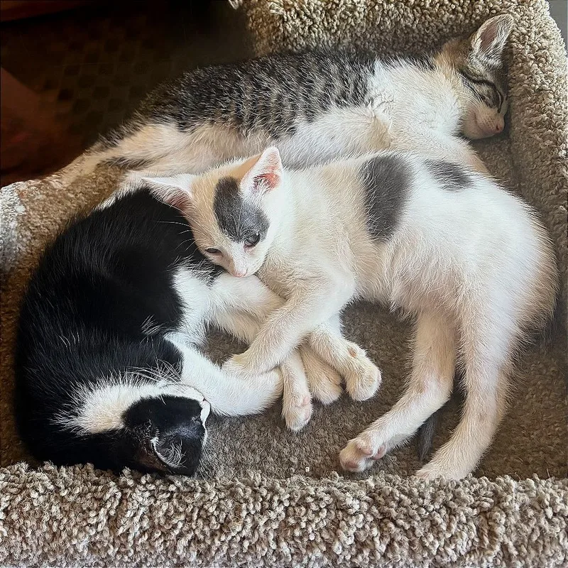 A baby small-sized female Black Domestic Short Hair cat named A Coco Bean for adoption in Pleasant Hill, CA