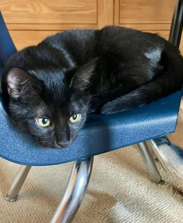 A baby medium-sized male Black Domestic Short Hair cat named Ham for adoption in Austin, TX