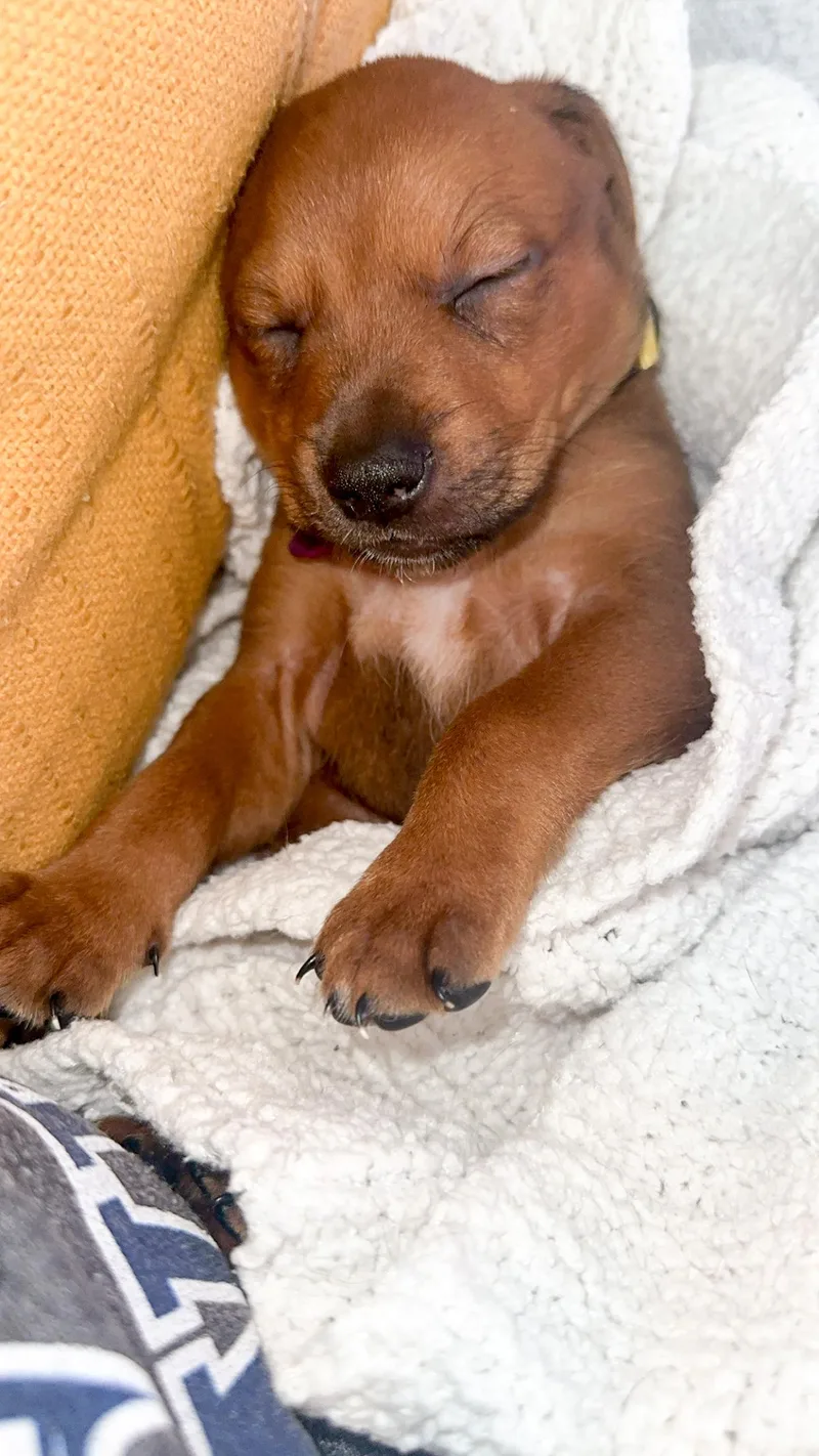 Elvis Presley thumbnail 2