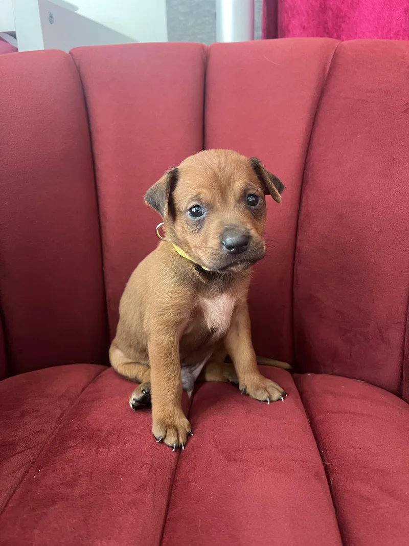 A baby small-sized male Red / Chestnut / Orange Cattle Dog dog named Elvis Presley for adoption in West Hollywood, CA