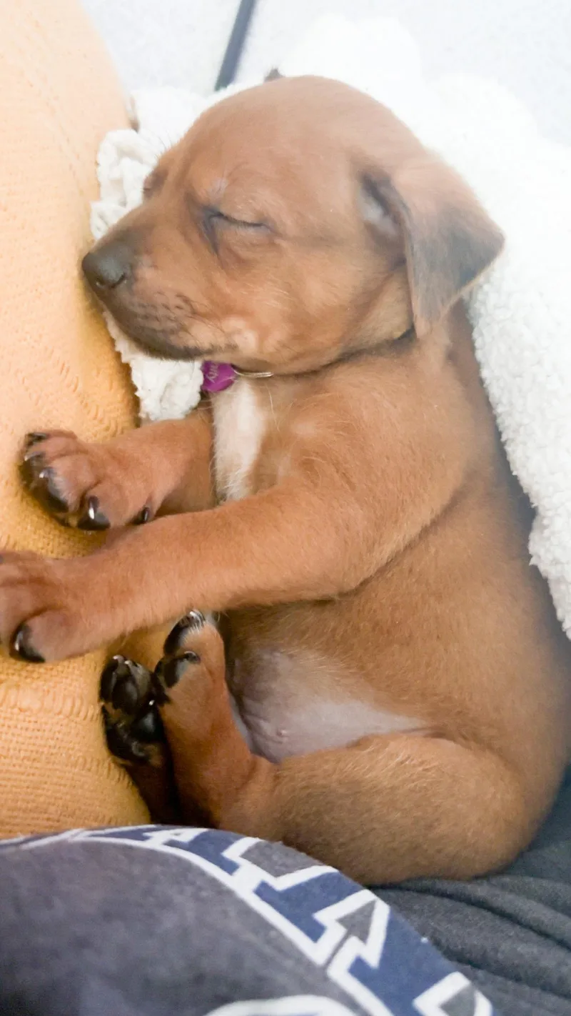 Elvis Presley thumbnail 4