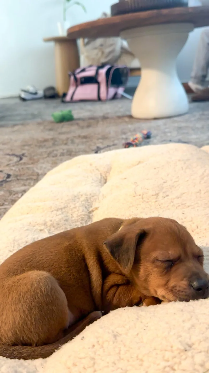 Elvis Presley thumbnail 5