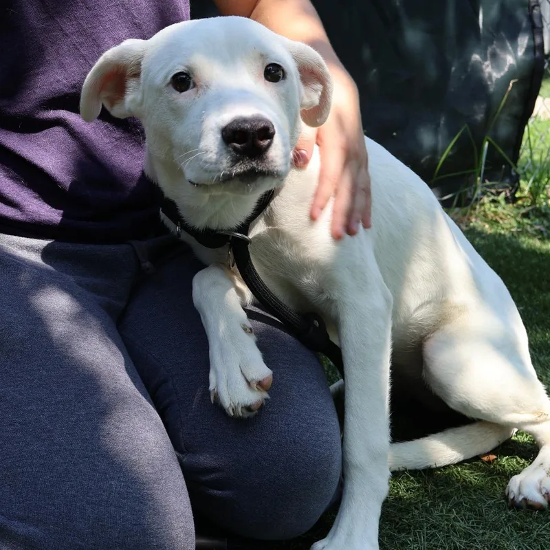 A young medium-sized female White / Cream Mixed Breed dog named Dot for adoption in Saint Charles, MO