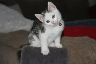 A baby small-sized male Domestic Short Hair cat named Murphy for adoption in Tustin, CA