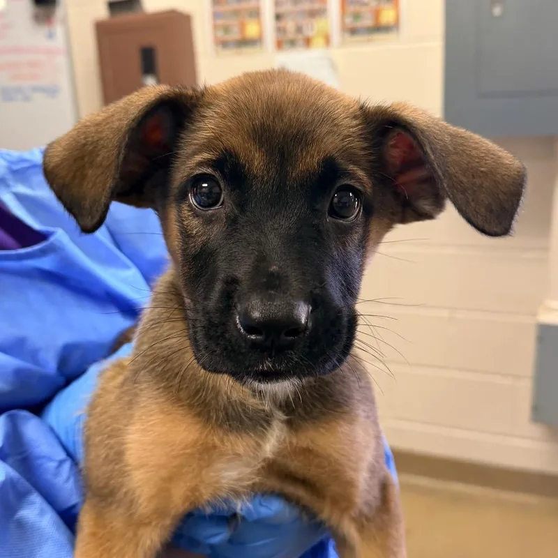A baby medium-sized female Brown / Chocolate Shepherd dog named Talula for adoption in San Antonio, TX