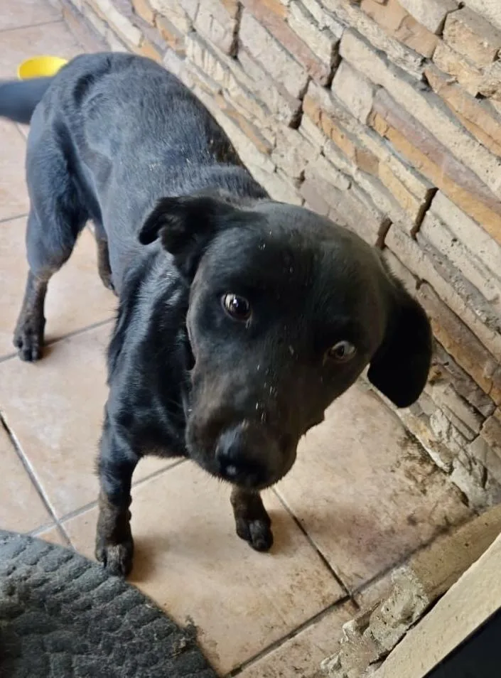 An adult medium-sized male Black Labrador Retriever dog named Smokey for adoption in Escondido, CA