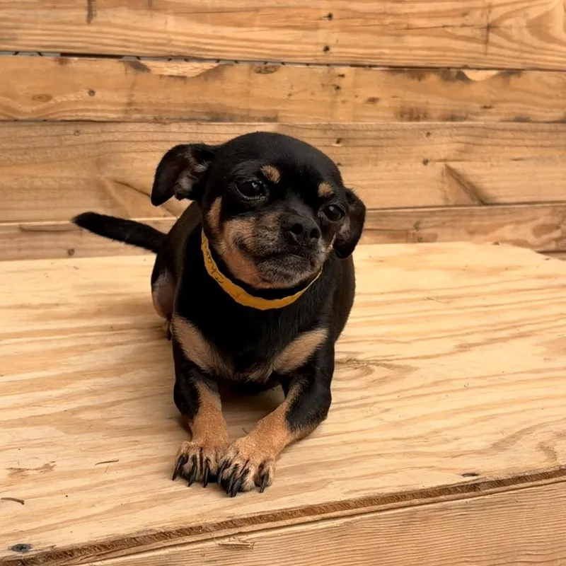 An adult small-sized female Chihuahua dog named Chanel for adoption in Laredo, TX
