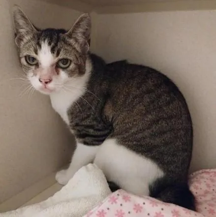 A young small-sized female Domestic Short Hair cat named Sassy for adoption in Alameda, CA