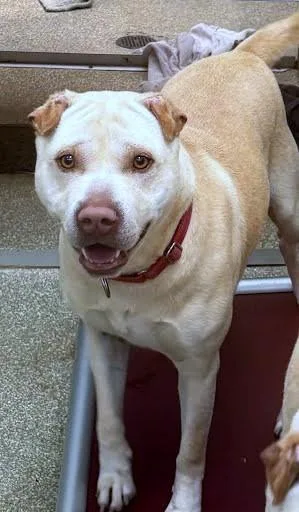 An adult medium-sized male Labrador Retriever dog named Duke for adoption in Washington, DC