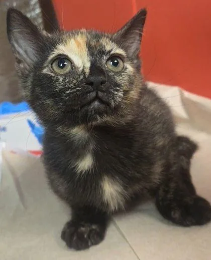 A baby small-sized female Domestic Short Hair cat named Max Mayfield for adoption in Fresno, CA