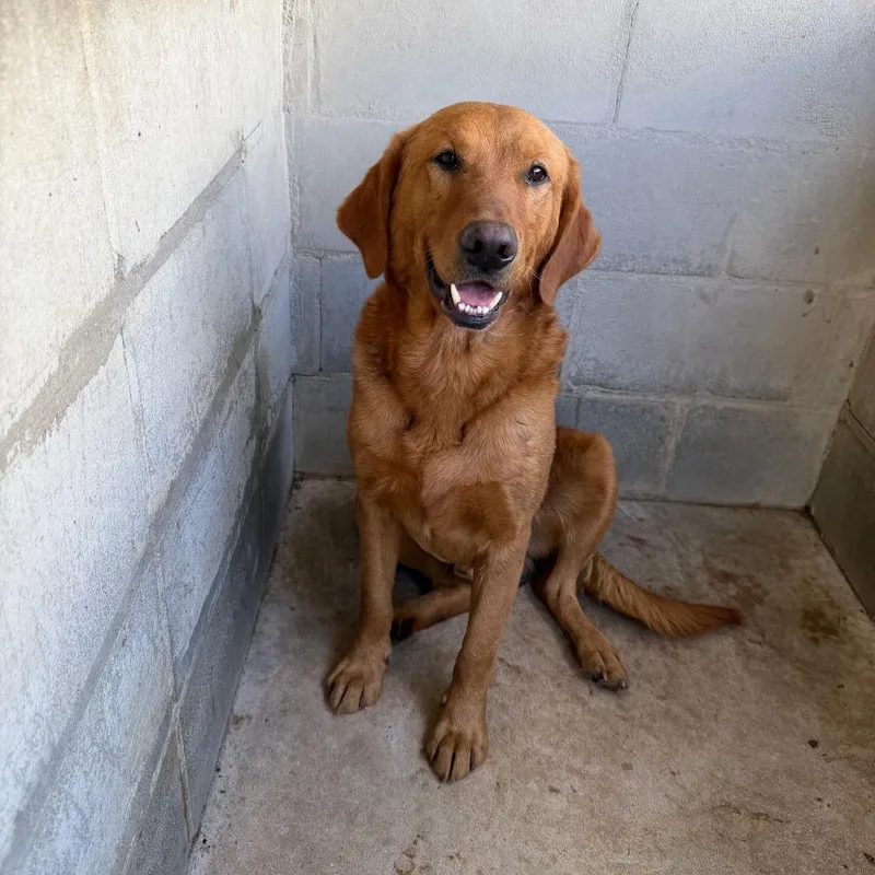 Tuscstray thumbnail 2