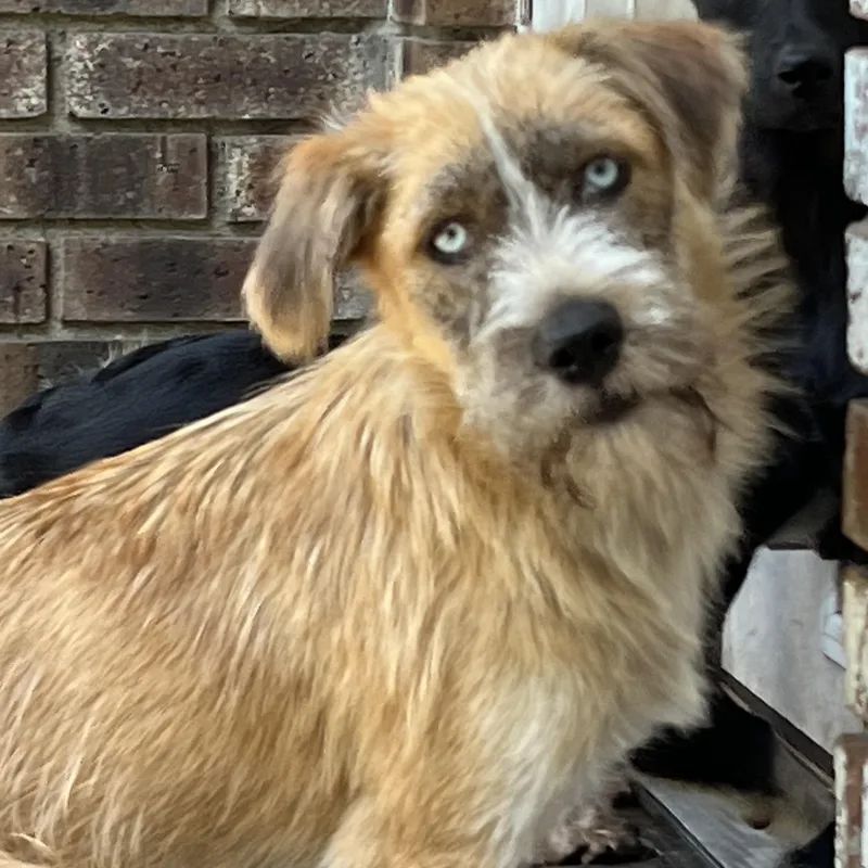 An adult medium-sized male Yellow / Tan / Blond / Fawn Border Terrier dog named Heath for adoption in Mt Pleasant, SC